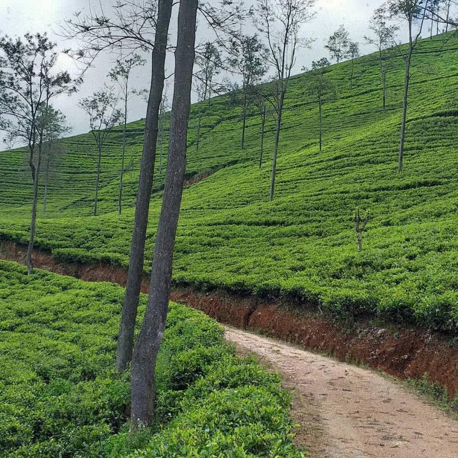 Tea Villas Ella Buitenkant foto